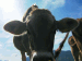 Du hast so schöne Augen… Kuh