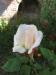 Rose im Klostergarten